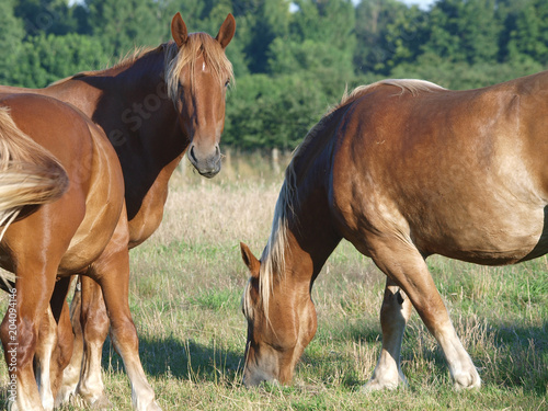 Grazing Horses