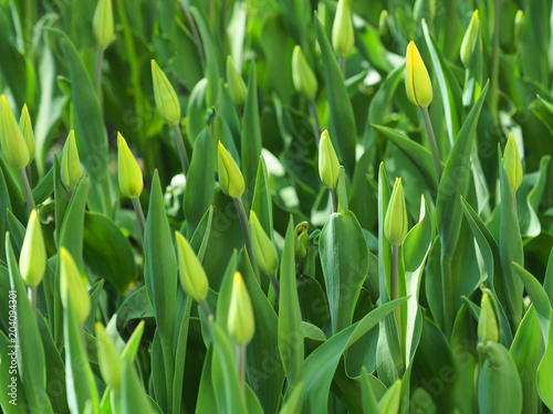 Dutch field of buds yellow tulips, landscape, beautiful bouquet of spring tulips flowers, sun day