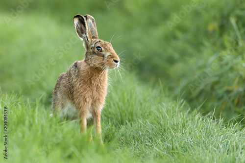 Fototapet Beautiful Norfolk wild hare sat on grass