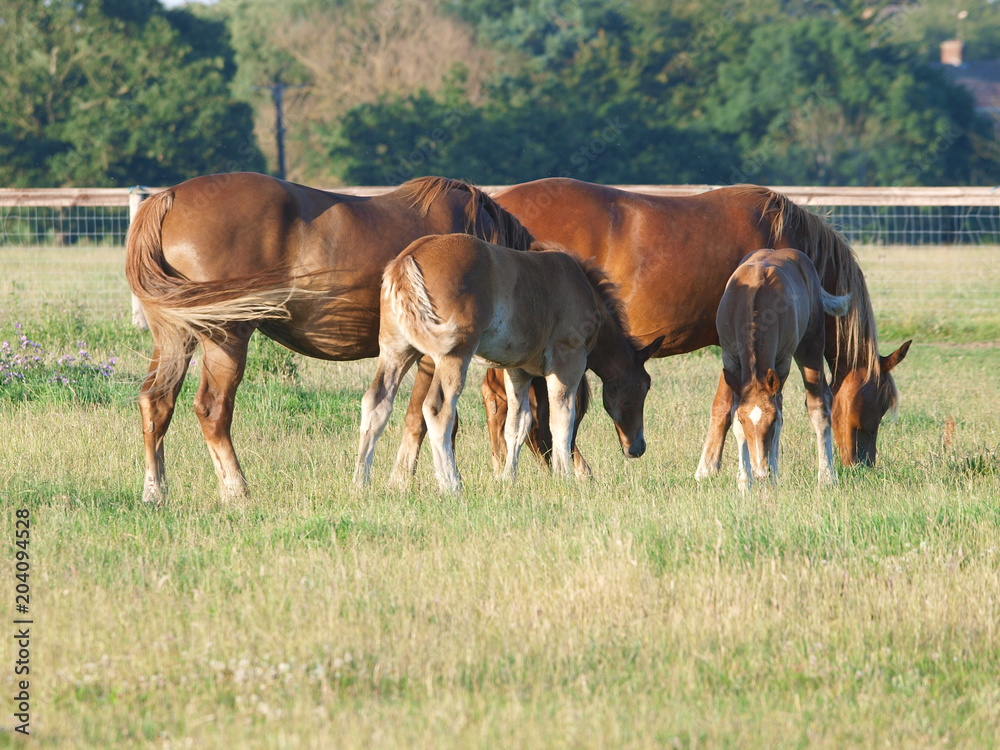 Mares and Foals Mares and Foals