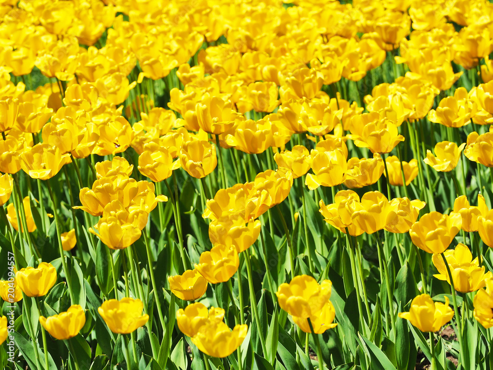 Dutch field of yellow tulips, landscape, beautiful bouquet of spring tulips flowers, sun day Dutch field of yellow tulips, landscape, beautiful bouquet of spring tulips flowers, sun day