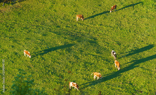 Swiss cows graze on meadow aerial view, Gruyeres, Switzerland photo