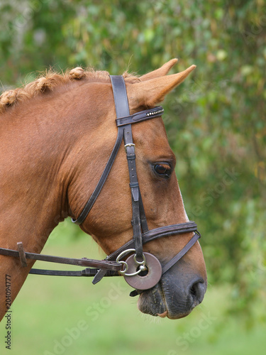 Horse In Bridle Headshot