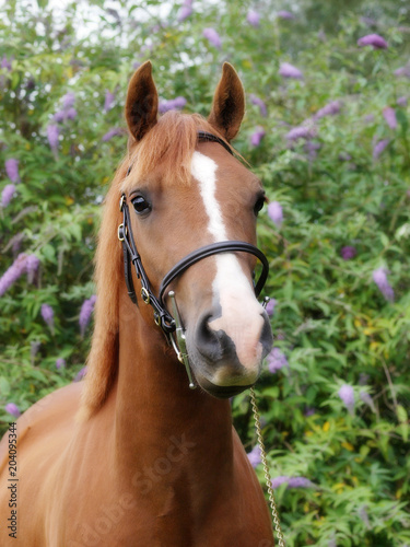 Pretty Chestnut Horse Head Shot