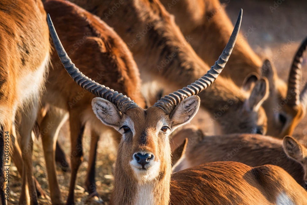Obraz premium Close-up of a male Kafue lechwe in a herd of them