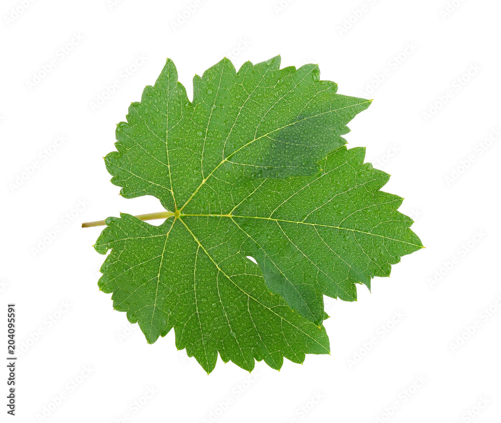 Grape leaf with water drop isolated on white background Grape leaf with water drop isolated on white background
