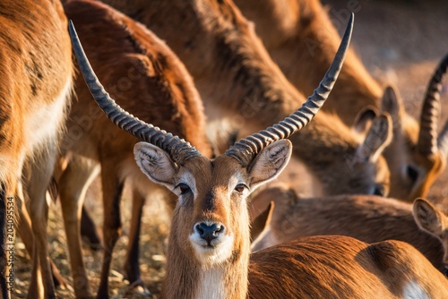 Close-up of a male Kafue lechwe in a herd of them photo