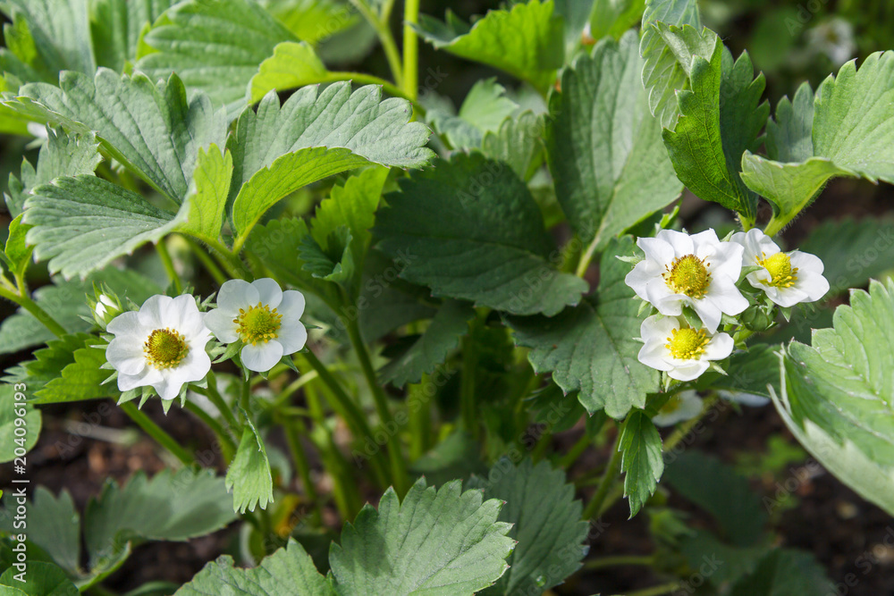 Flowering strawberry bushes at the garden in springtime Flowering strawberry bushes at the garden in springtime