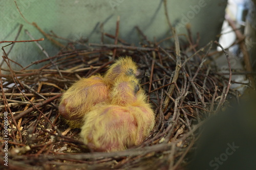 Two baby pigeons in nest