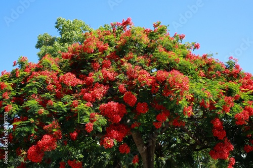 Royal Poincianas on a Tree in the Summer Sun under Clear Blue Sky in Florida photo