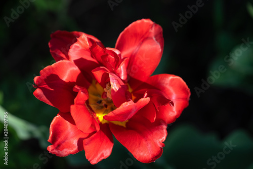 Red tulips with beautiful bouquet background, Tulip