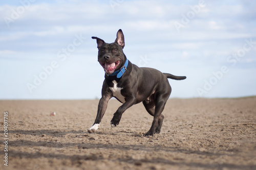 Staffy dog