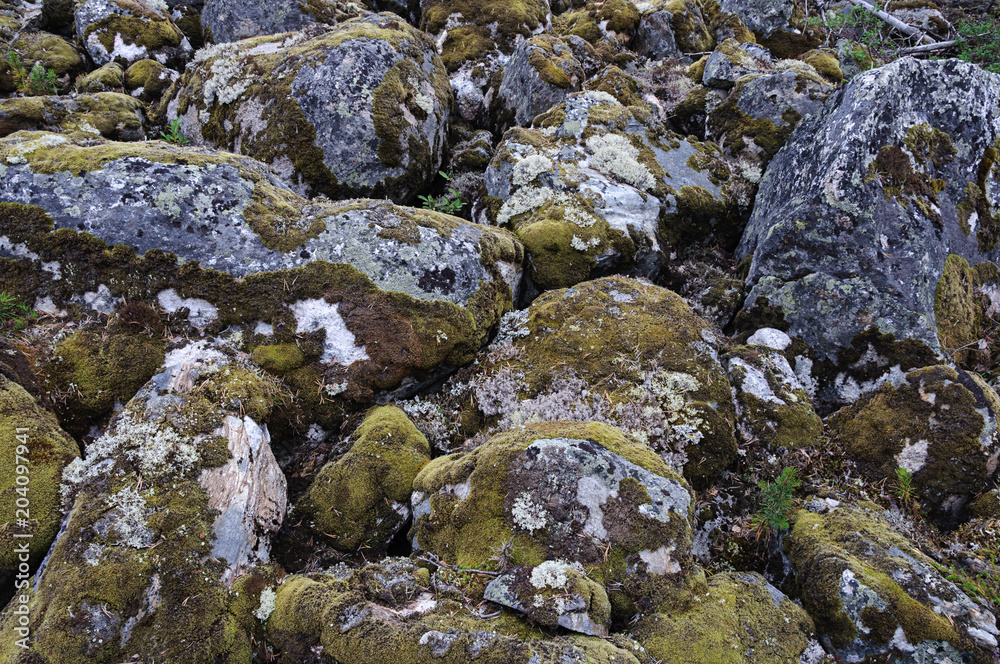 Mossy boulders in tundra