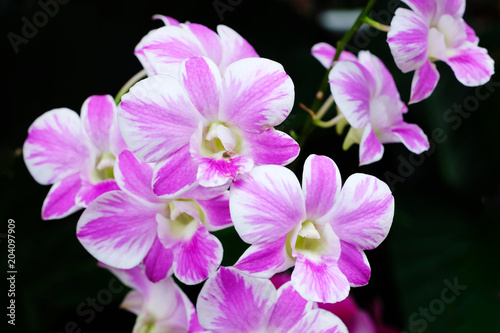 Pink and white orchrid flower bouquet blooming on dark background  tropical flower nature in spring and summer