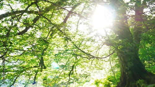 beautiful green forest