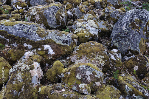 Mossy boulders in tundra