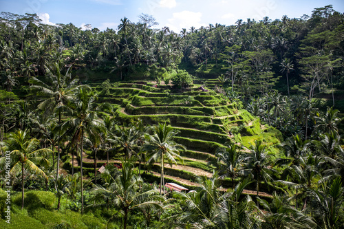 Beautiful green rice terraces in the day light near Tegallalang village, Ubud, Bali, Indonesia.