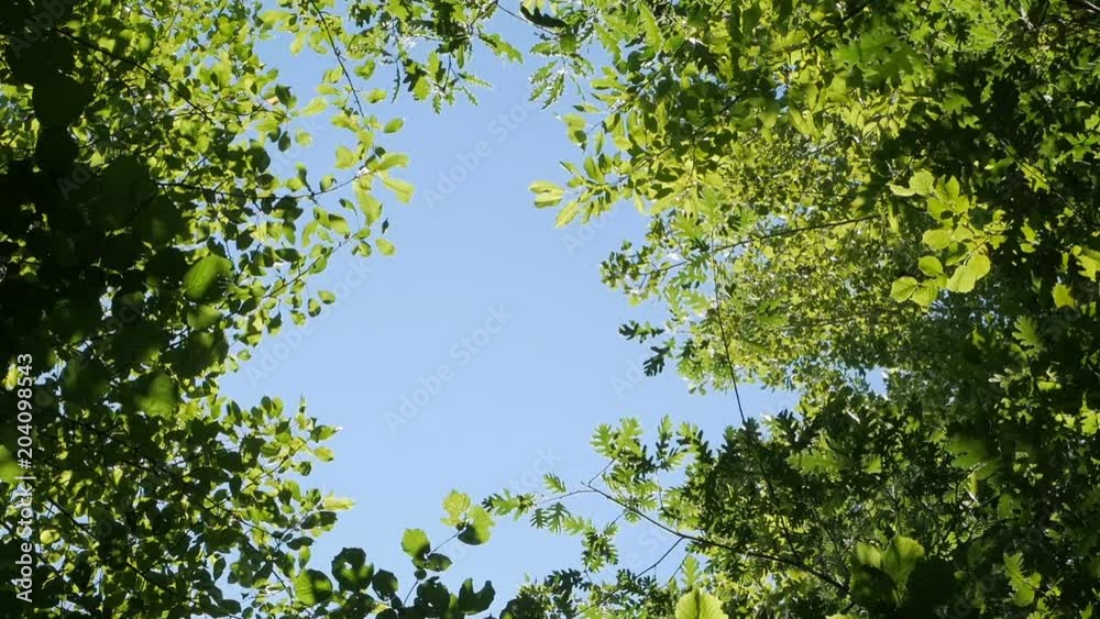beautiful green forest