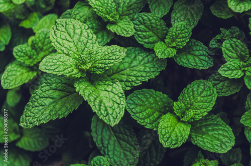 mint plant grow at vegetable garden