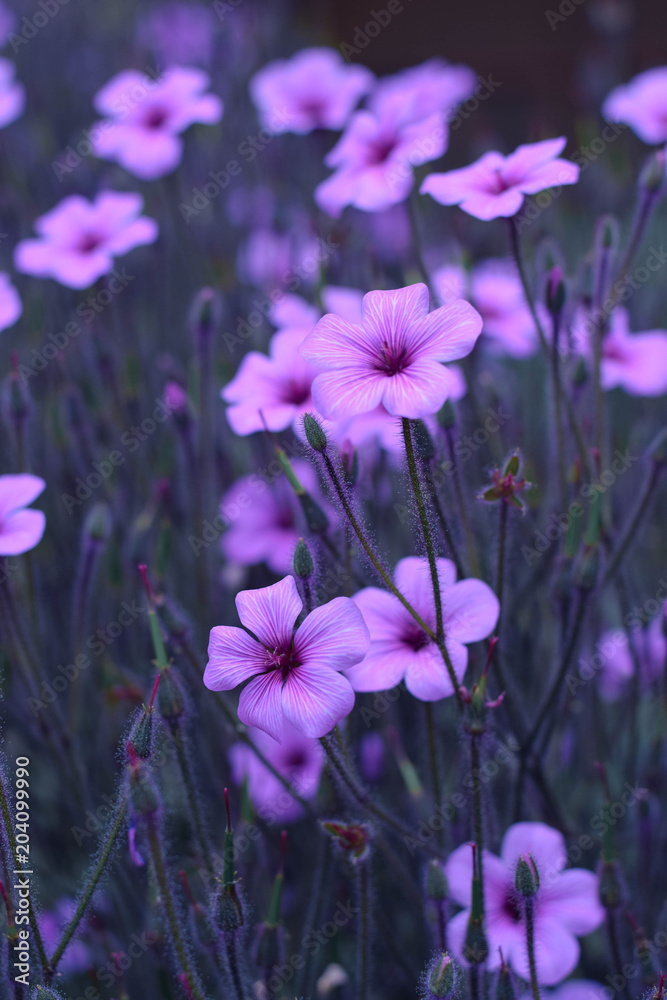 Purple Dainties Purple Dainties