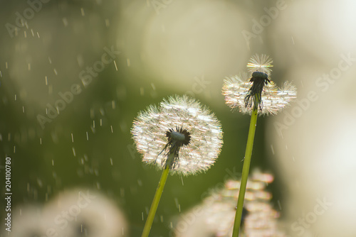 Fototapeta Naklejka Na Ścianę i Meble -  Two white delicate air colors of dandelions and spring sunny rain. The fine mood of the spring summer meadow.

