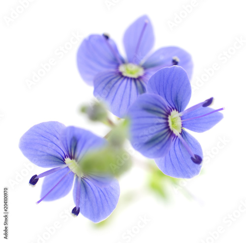 Fototapeta Naklejka Na Ścianę i Meble -  Blue spring flowers.