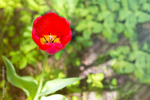 фотографія Tulip red in one instance