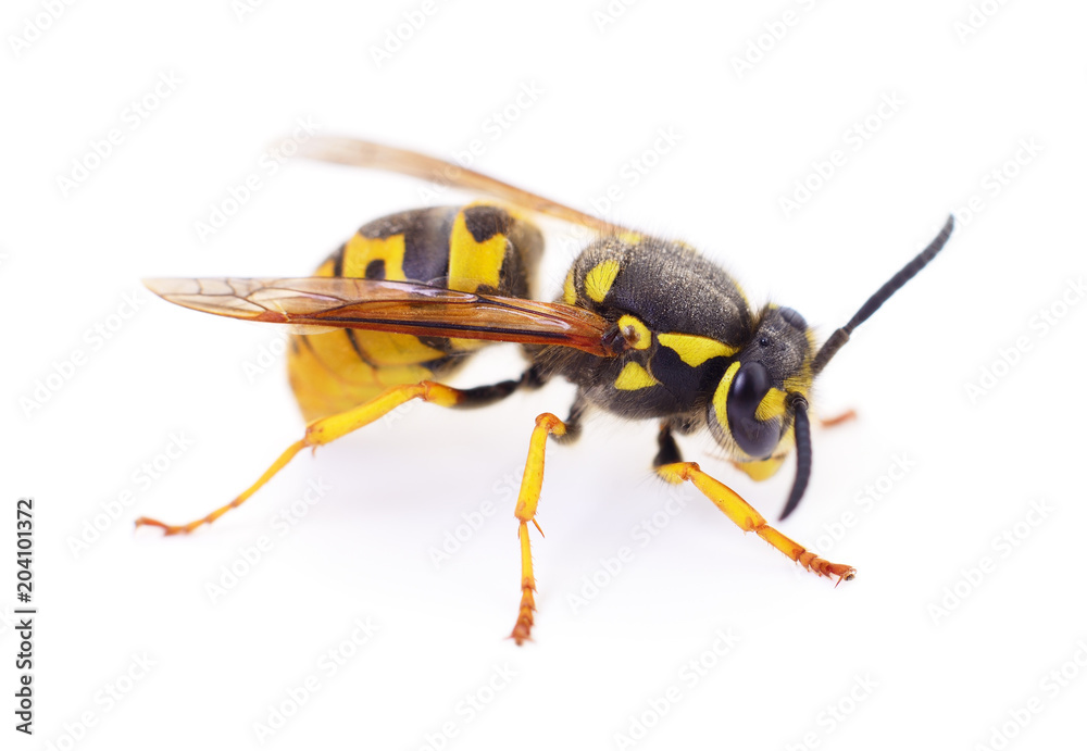 Wasp isolated on white. Wasp isolated on white.