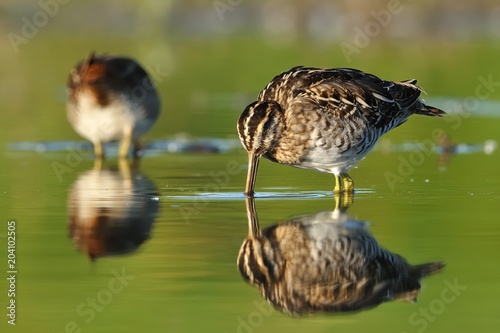 Canvas Print Common Snipe - Gallinago gallinago wader feeding in the green water, lake
