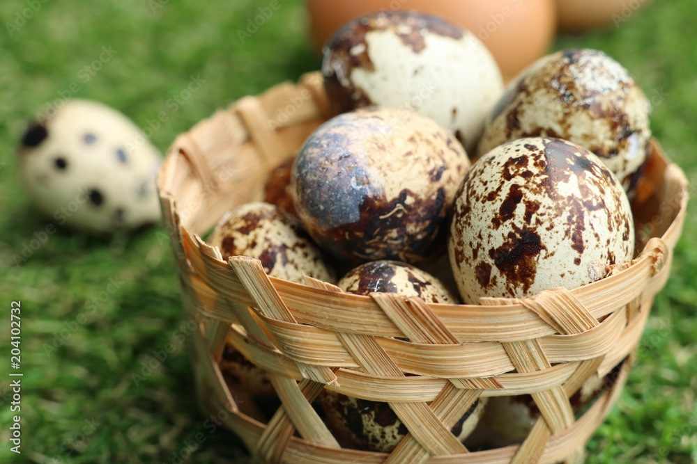 Obraz premium Quail eggs on artificial grass