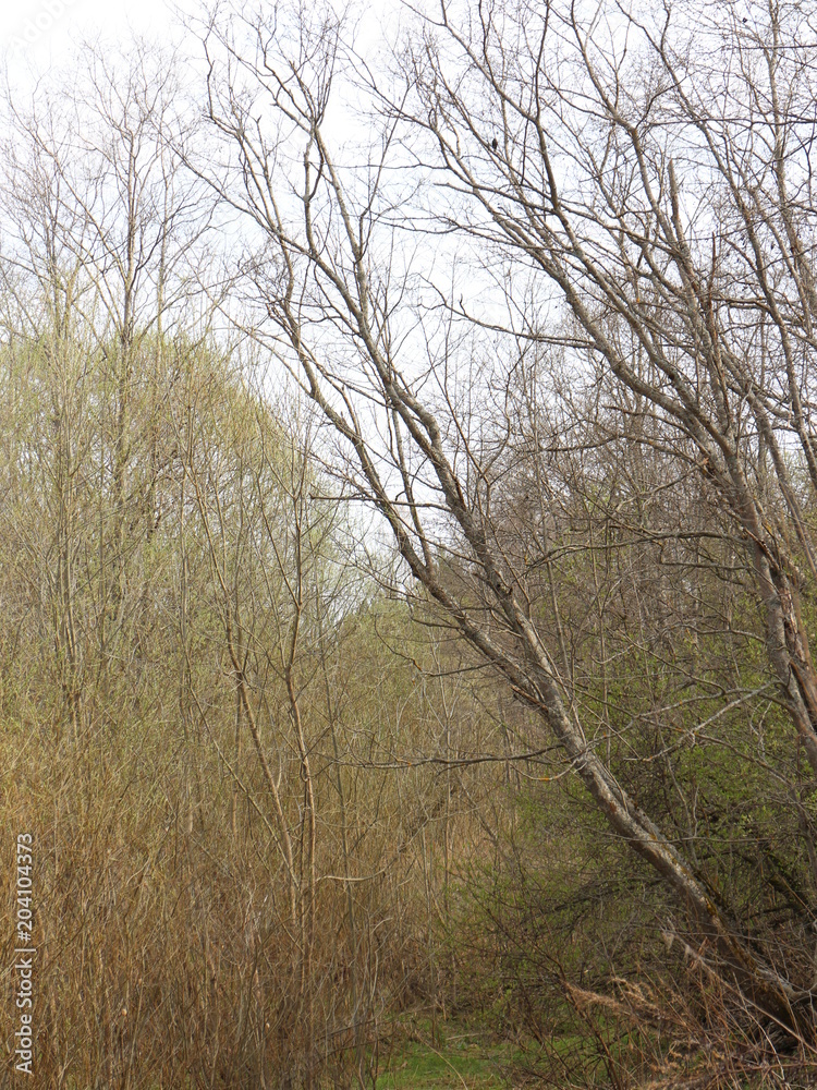 trees growing in a ravine