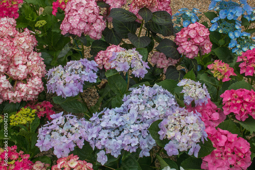 Giardino con ortensie di vari colori