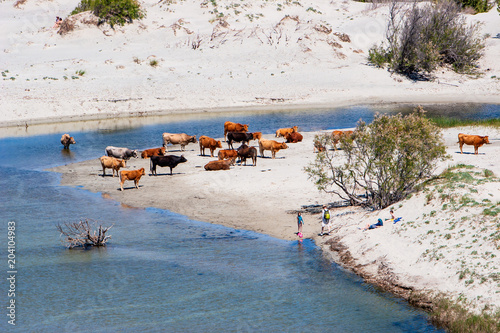 Vaches en liberté - Corse - Embouchure de l'Ostriconi