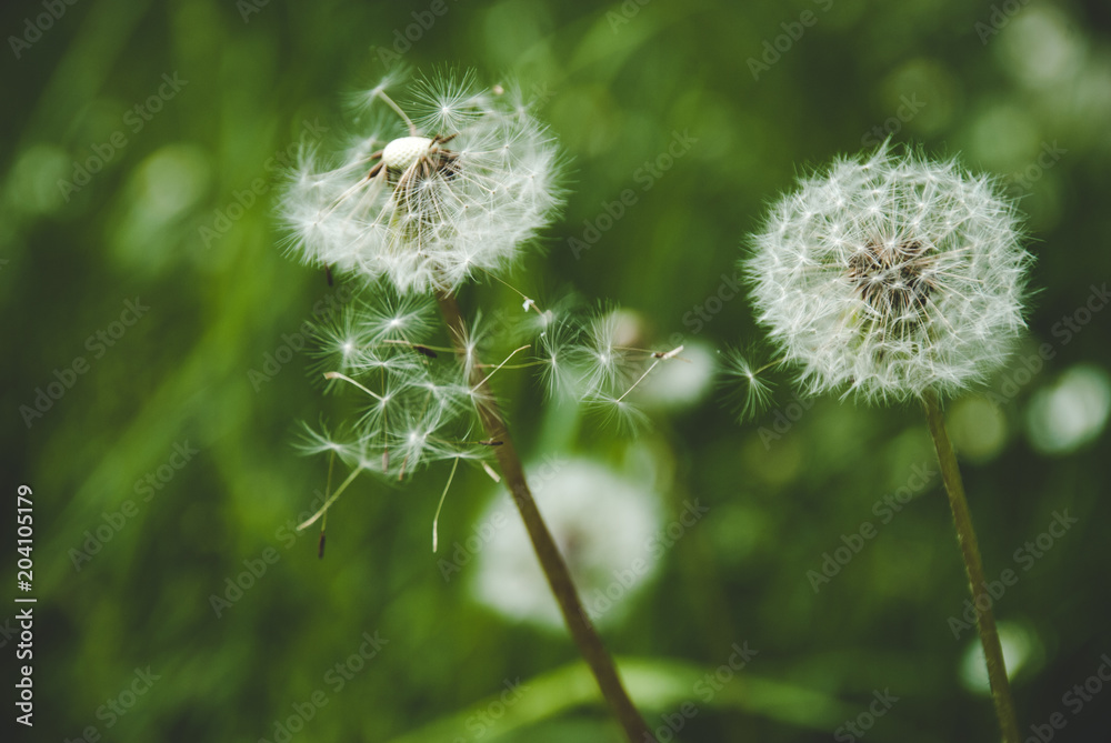 Fototapeta premium Dandelion seeds in the air