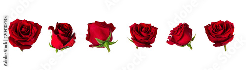 Set of six beautiful red rose flowerheads with sepals isolated on white background.