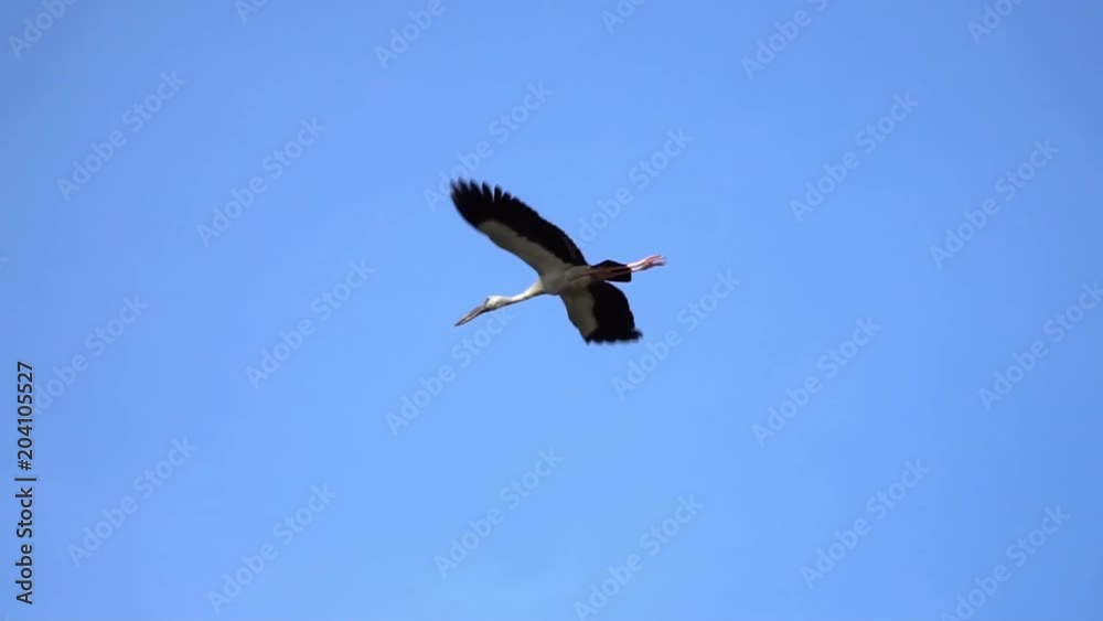Asian Openbill Bird (Anastomus oscitans) Flying in the Sky at Thale Noi Waterfowl Reserve Lake, Thailand Asian Openbill Bird (Anastomus oscitans) Flying in the Sky at Thale Noi Waterfowl Reserve Lake, Thailand