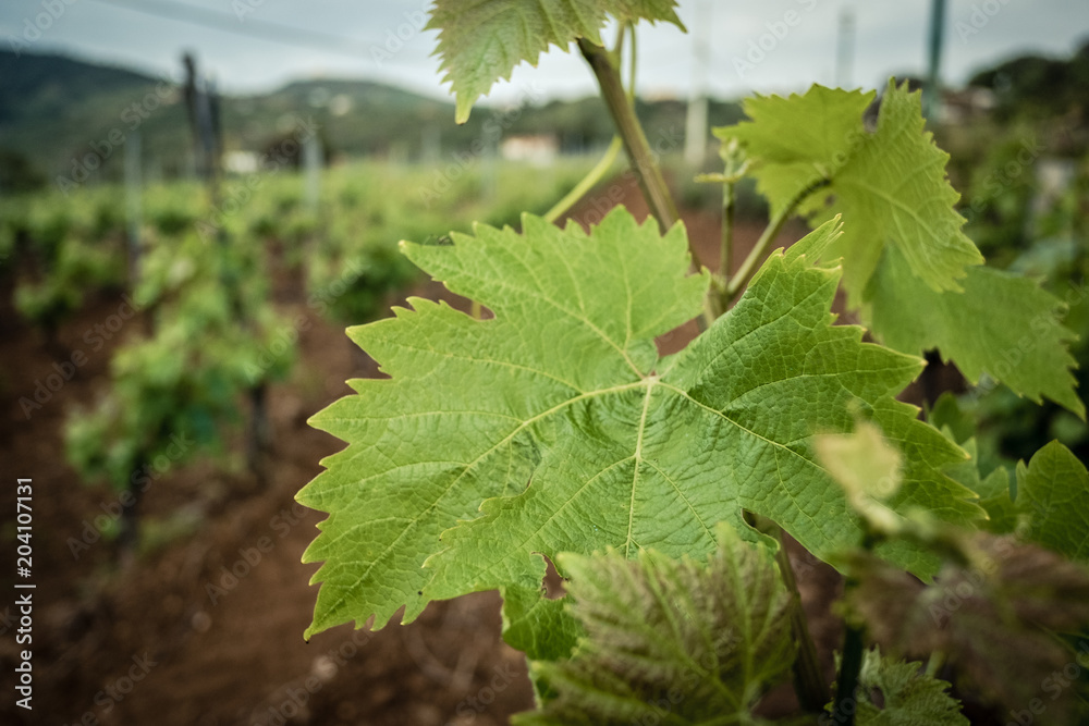 Vineyard. Close-up of vine leaves. Vine cultivation. Sicily, Italy Vineyard. Close-up of vine leaves. Vine cultivation. Sicily, Italy