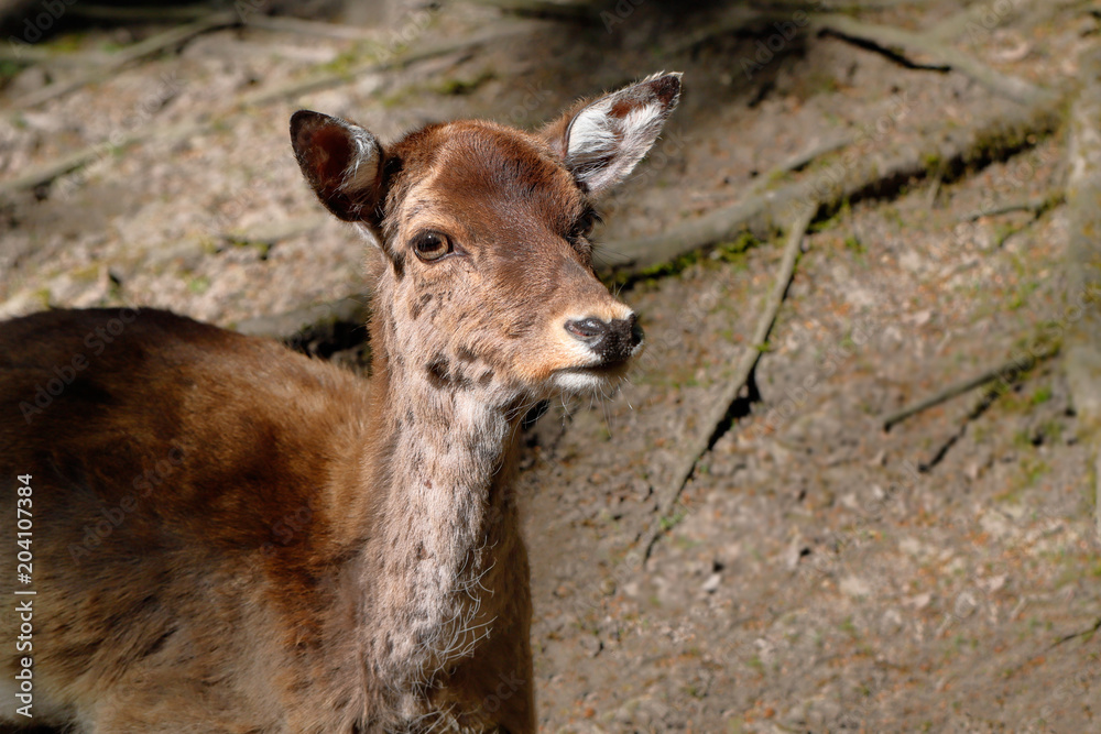 Fallow Deer (Dama, Dama) Fallow Deer (Dama, Dama)