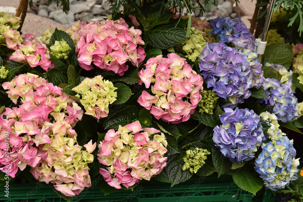 Fototapeta premium Hydrangea in the pot. Flower garden. Care for growth.
