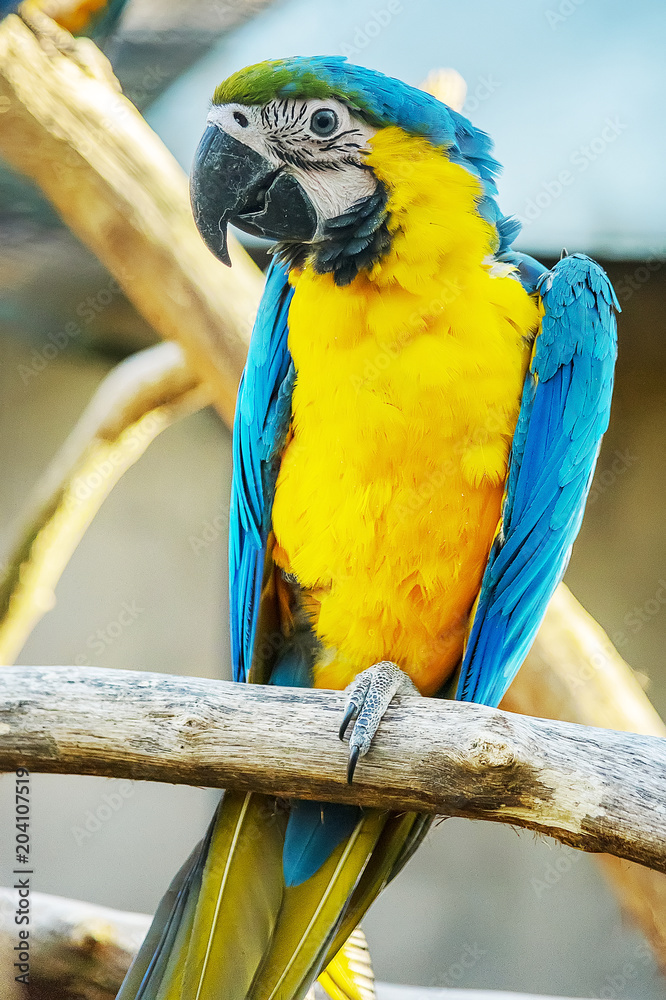 Obraz premium Blue and Gold Macaw