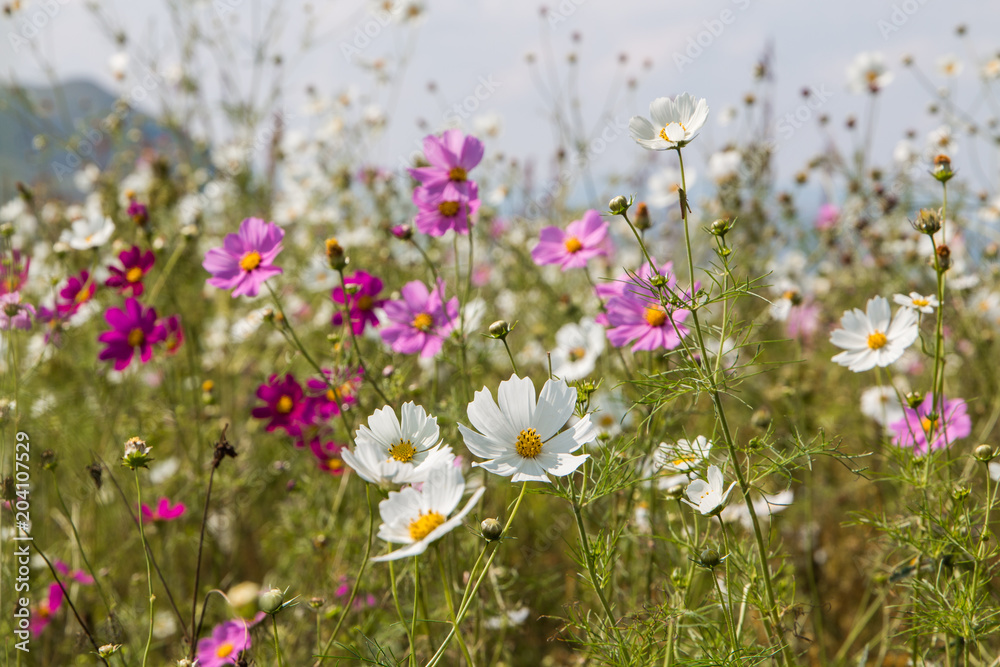 A field of wild Cosmos flowers with mixed colors of pink, purple and white.