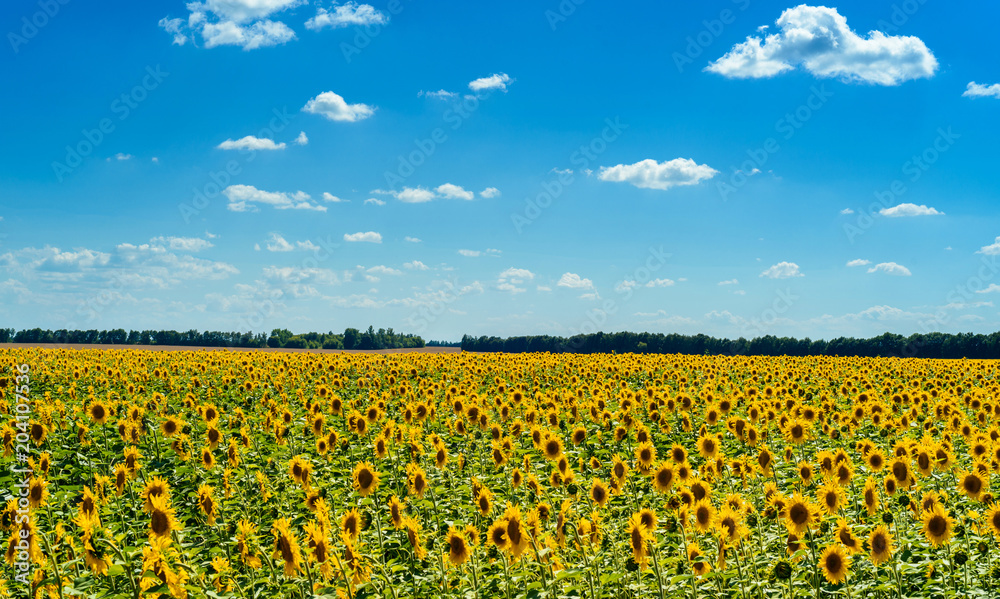 Field of blooming sunflowers over cloudy blue sky and bright sun light in summer, copy space. Natural background