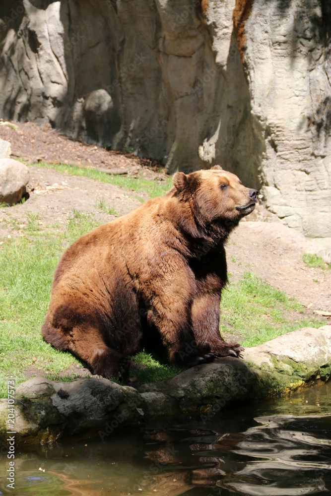 Brown bear is sitting in the Sun - Hagenbeck – Germany Brown bear is sitting in the Sun - Hagenbeck – Germany