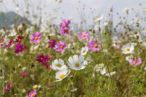 A field of wild Cosmos flowers with mixed colors of pink  purple and white.