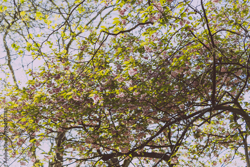 summery tree branches in city park summery tree branches in city park