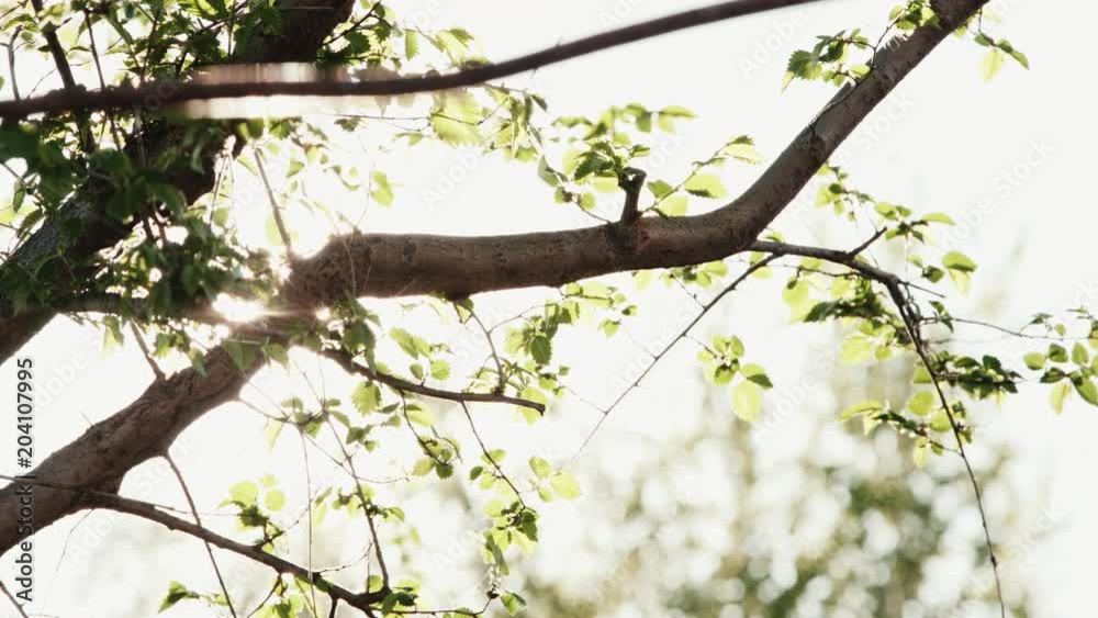sunlight streaming through leaves on tree branch sunlight streaming through leaves on tree branch