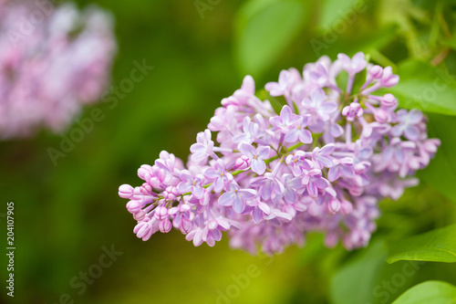 beautiful lilac flowers in garden