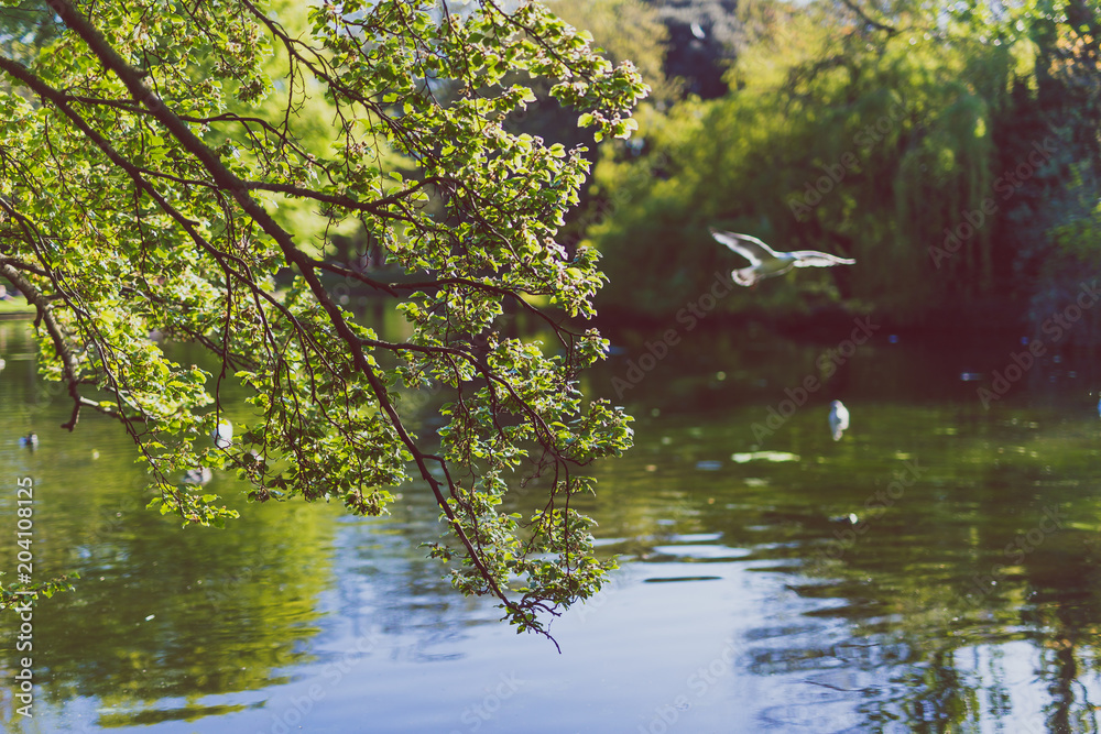 tree branches with reflection on the water in city park tree branches with reflection on the water in city park