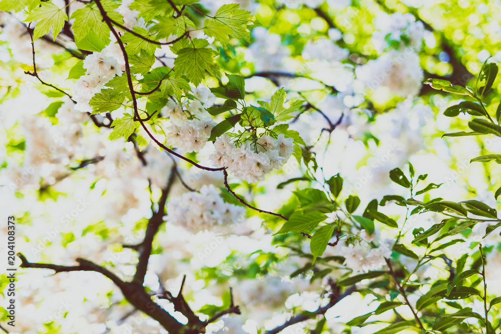 white prunus blossoms on tree branches in city park white prunus blossoms on tree branches in city park