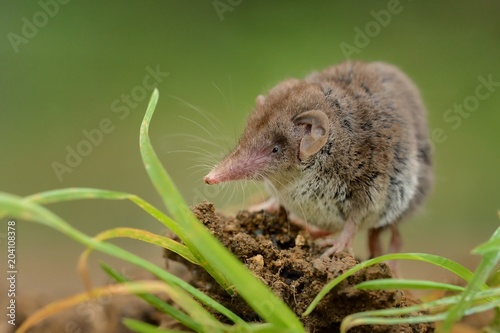 Lesser white-toothed Shrew (Crocidura suaveolens) on loam. Little insect-eating mammal with brown fur standing on meadow in garden.
